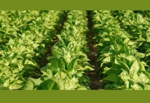 Pakistan: COP 10 – Tobacco Growers’ Share Concerns Over WHO Decisions Tobacco Growers