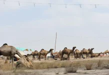 More than 400 Camels Arrive at Northern Bypass Cattle Market Cattle Market
