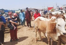 Foreign tourists visited Northern Bypass Cattle Market Northern