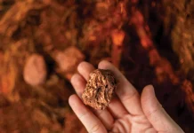 NRL Discovers Significant Copper-Gold Mineralization in Chagai, Balochistan NRL